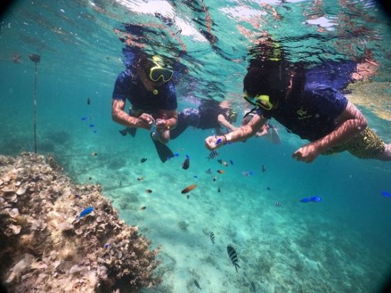 ボートシュノーケル 無人島沖の「フラワーガーデン」で熱帯魚とサンゴを見に行こう！誰でも気軽に本格体験◎＜約90分／浜比嘉ムルク浜ビーチ＞