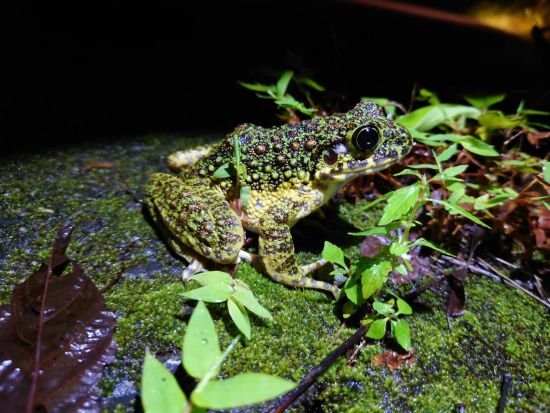 奄美大島〈お得なセットプラン〉【シュノーケル+ナイトツアー】世界遺産認定の島！ドローン・ゴープロ撮影無料！お一人様も可能by 奄美シーランド