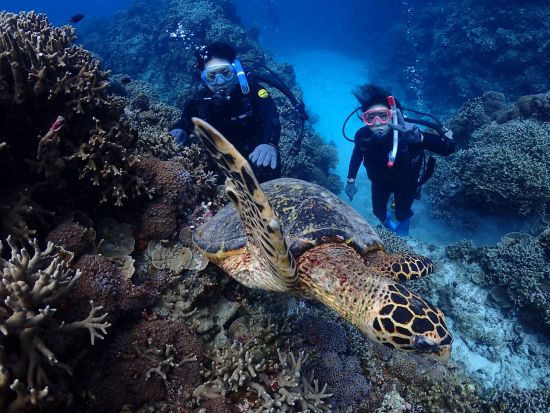 慶良間諸島 ボート体験ダイビング＆シュノーケリングツアー ライセンス不要！気軽に海の世界を満喫◎SNS映え写真&動画無料プレゼント＜1日／送迎可／沖縄本島＞