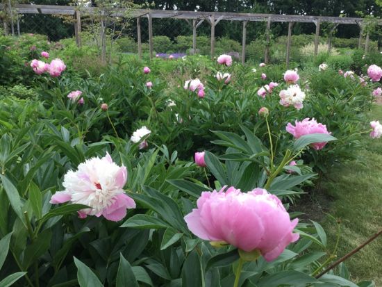 観光タクシー 庭園・美術村・道の駅巡りコース 六花の森+道の駅なかさつない+六花亭アートヴィレッジ 中札内美術村＜4時間＞ by 北斗タクシー
