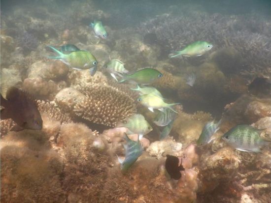 シーカヤック＆シュノーケリングツアー 海も川も大満喫！石垣島の自然を遊び尽くそう◎写真データ＆ヤシガニ観察付き＜約2時間／石垣市＞