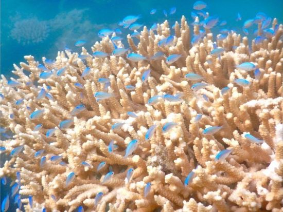 シーカヤック＆シュノーケリングツアー 海も川も大満喫！石垣島の自然を遊び尽くそう◎写真データ＆ヤシガニ観察付き＜約2時間／石垣市＞