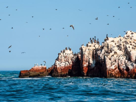 バジェスタス諸島＆ワカチナ日帰りツアー　海の楽園と砂漠のオアシスを巡る絶景旅　昼食付き＜貸切／専用車／日本語ガイド／リマ発＞