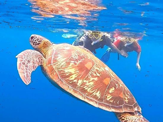 青の洞窟ウミガメシュノーケル1