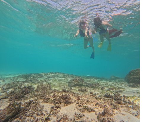 奄美大島〈お得なセットプラン〉【シュノーケル+マングローブカヌー】美しい白浜が広がる奄美大島！ドローン・ゴープロ撮影無料！お一人様も可能 by 奄美シーランド