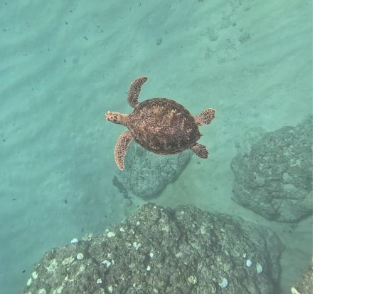 奄美大島〈お得なセットプラン〉【SUP+シュノーケル+ナイトツアー】美しい白浜が広がる奄美大島！お一人様も可能ｂｙ奄美シーランド