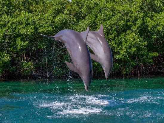 大自然のテーマパーク「シェルハ海洋公園」 イルカと触れ合い体験　シュノーケリング体験付きプランあり＜食べ飲み放題／英語ドライバー／カンクン発＞
