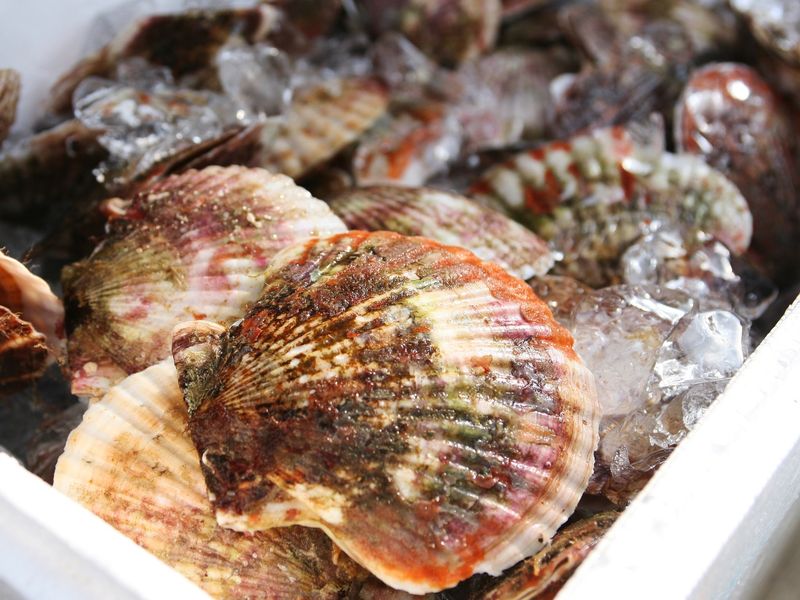 pixta_9645691_M　ほたて