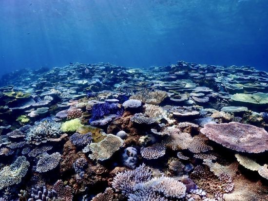 シュノーケリング体験 船でしか行けない沖縄の隠れスポットへ♪小学生から参加OK！写真プレゼント付◎＜オプションあり／約3時間／本島北部 本部町＞