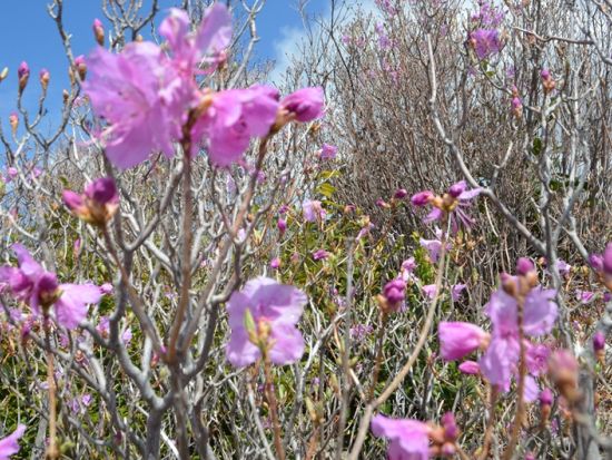 【朝活トレッキング】清水山城跡ハイキングツアー 絶景と歴史を地元ガイドがご案内＜対馬／初心者歓迎／1時間半＞