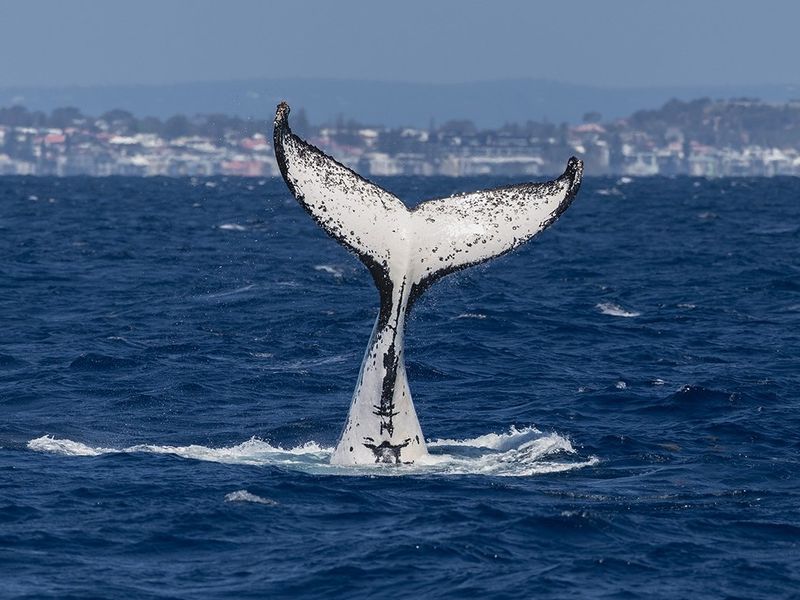 WWP_Toby-Nichol-03-11-5+HR