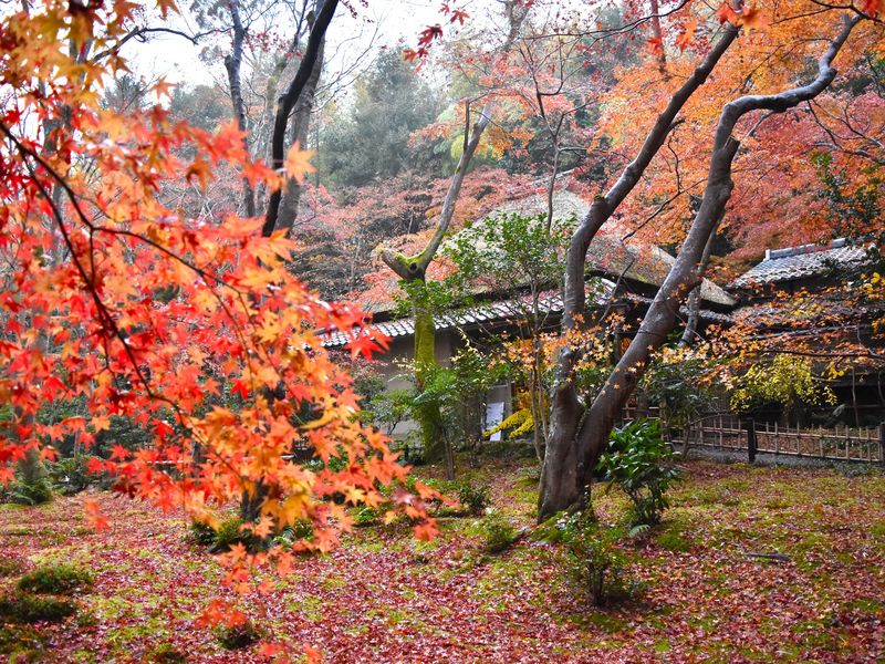 SG_祇王寺_苔庭_秋