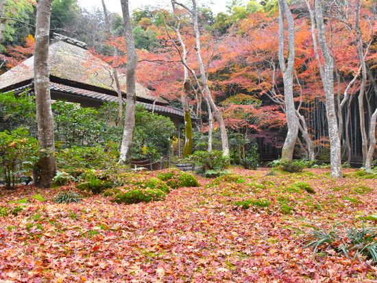 SG_祇王寺_苔庭_秋 (2)