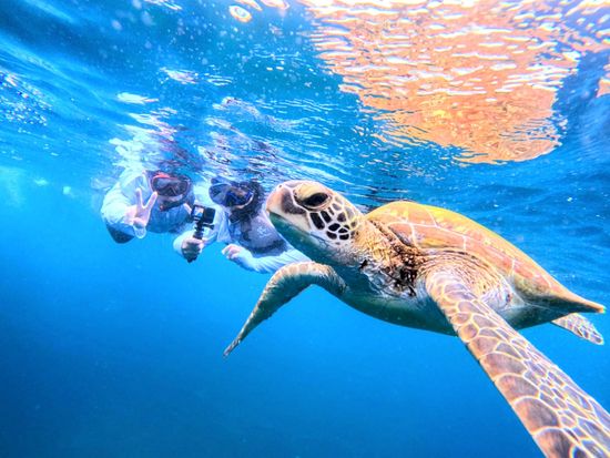 青の洞窟ウミガメシュノーケル (1)