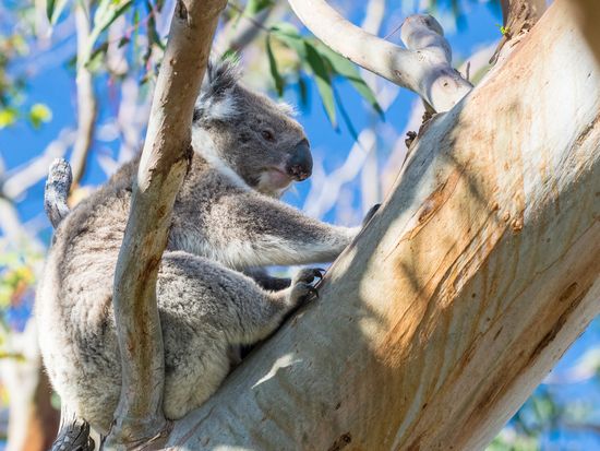 Australia_Melbourne_Great Ocean Road_National Park_shutterstock_621141206