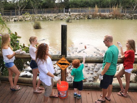 Everglades Alligator Farm_feeding