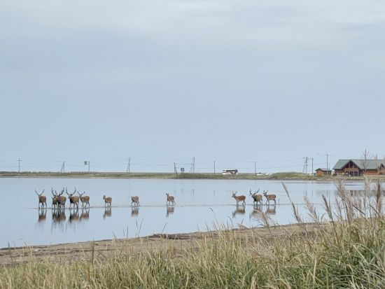 【ベルトラ限定】1日プライベートネイチャーガイドツアー　ベテランガイド1日貸切！世界遺産知床や阿寒・摩周国立公園など1日満喫＜通年/網走市内・女満別空港発着＞