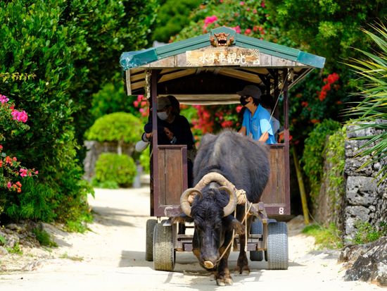 竹富フリー格安券1