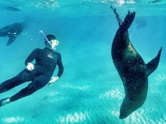 ドルフィンスイム＆アシカシュノーケリング　野生のイルカ＆アシカと一緒に泳ぐ感動体験！＜10～5月／3時間／英語ガイド／メルボルン発＞
