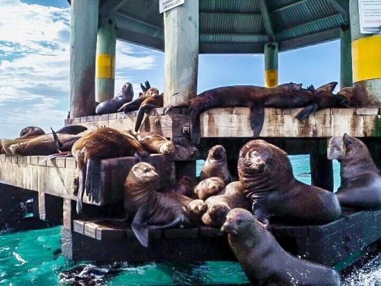 ポートフィリップ湾アドベンチャークルーズ　イルカやアシカを船上から観察！＜10～5月／1.5時間／英語ガイド／メルボルン発＞