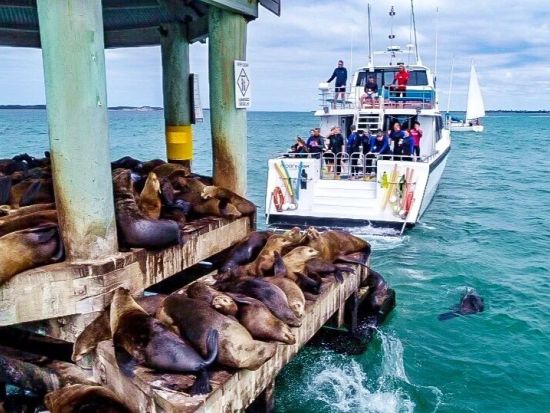 アシカシュノーケリング　野生のアシカと一緒に泳ぐ感動体験！タツノオトシゴ観察も♪＜10～5月／2時間／英語ガイド／メルボルン発＞