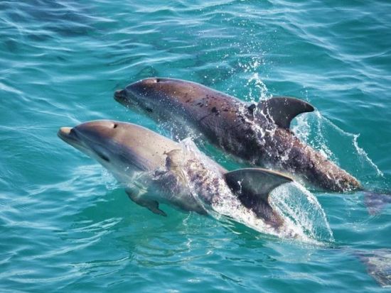 ポートフィリップ湾アドベンチャークルーズ　イルカやアシカを船上から観察！＜10～5月／1.5時間／英語ガイド／メルボルン発＞