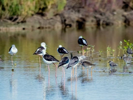 shutterstock_2260195245