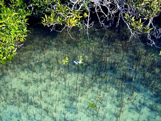 the_view_of_the_Jubail_Mangrove_Parks_shutterstock_2597443081