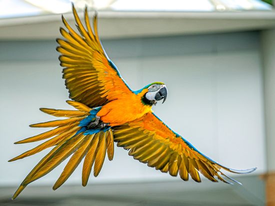 21_The Green Planet (1)