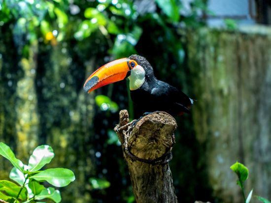 ザ グリーンプラネット ドバイ 入場チケット予約 ＊申込と同時に即予約確定