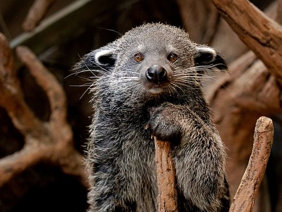 13_The Green Planet (1)