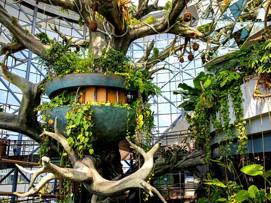 25_The Green Planet (1)