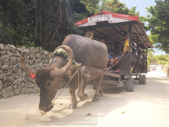 竹富島ヴィーガン探訪 自然と文化を巡る特別な命草料理＆伝統集落散策 ここでしかできない特別な体験を堪能しよう◎＜約3~4時間／0歳～／多言語対応可＞