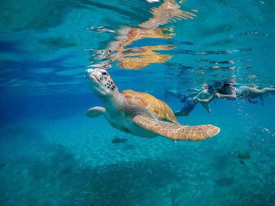 shutterstock_1444289561