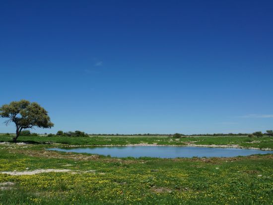 ナミビア6泊7日周遊ツアー　エトーシャ＆ナミブ砂漠で大自然満喫＜英語ガイド／ウィントフック国際空港発着＞