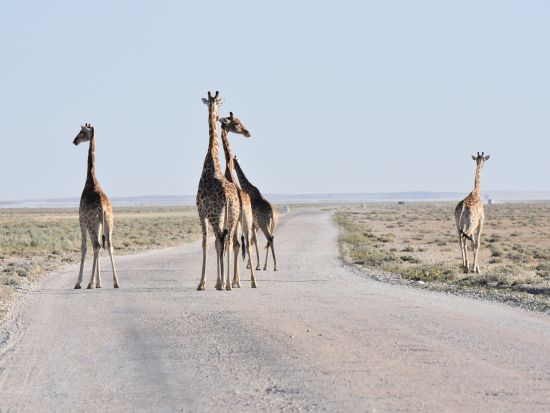 ナミビア6泊7日周遊ツアー　エトーシャ＆ナミブ砂漠で大自然満喫＜英語ガイド／ウィントフック国際空港発着＞