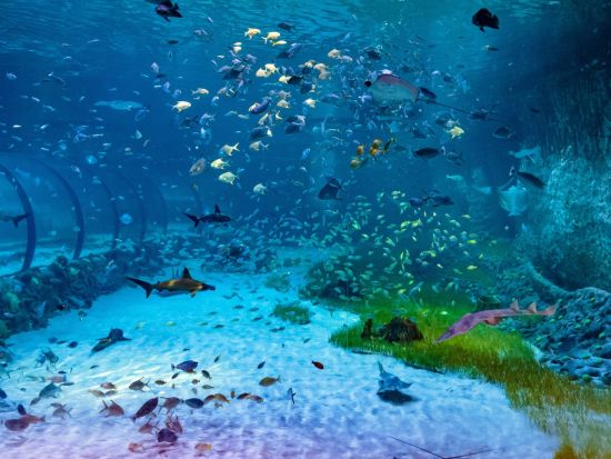 国立水族館アブダビ（The National Aquarium Abu Dhabi）入場チケット予約 ＊申込と同時に即予約確定