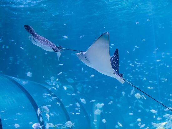 国立水族館アブダビ（The National Aquarium Abu Dhabi）入場チケット予約 ＊申込と同時に即予約確定