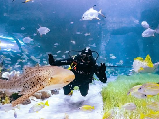 国立水族館アブダビ（The National Aquarium Abu Dhabi）入場チケット予約 ＊申込と同時に即予約確定