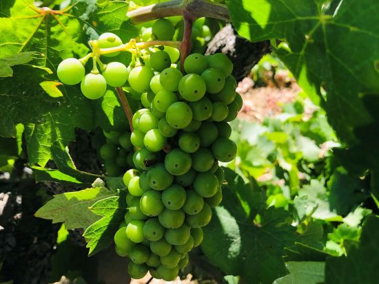 ナパ＆ソノマ 貸切ワイナリーツアー　日本語ソムリエガイド同行！名門から穴場までお好みに合わせてアレンジ可能＜サンフランシスコまたはナパ発＞