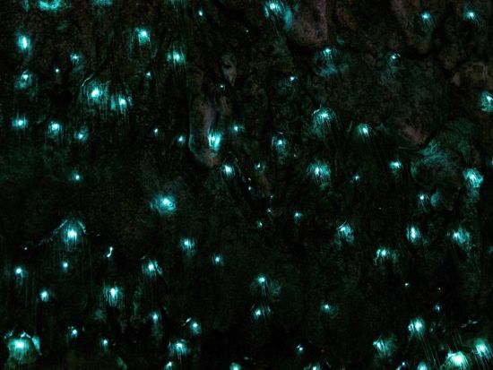 世界遺産ブルーマウンテンズ＆土ボタル観賞ツアー　スリーシスターズ＋4WDオフロードドライブ＋シーニックワールド＜日本語ドライバーガイド／シドニー発＞