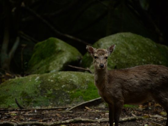 屋久島 貸切 西部の森ハイキング　亜熱帯の森と動物たちに出会う　大川の滝＆永田浜を巡り屋久島の大自然を満喫＜初心者歓迎／1日＞