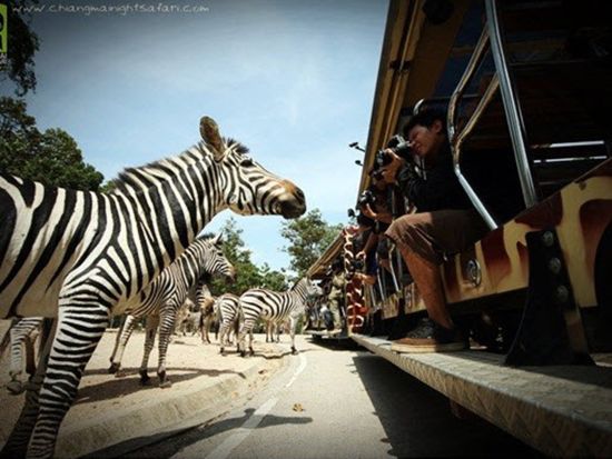 チェンマイ ナイトサファリ（Chiang Mai Night Safari）　入場チケット事前予約サービス＜送迎付きプランあり＞
