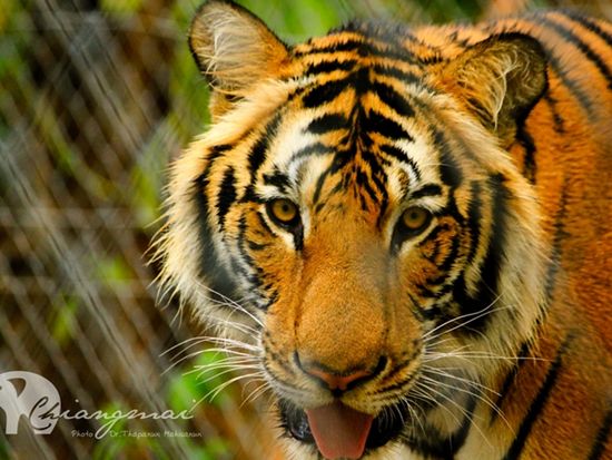 1399263285-IMG7804JPG-o