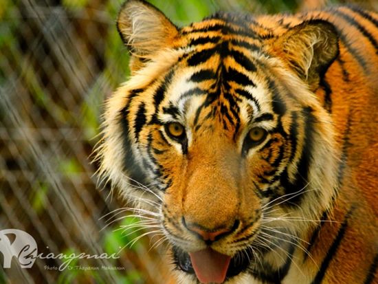 チェンマイ ナイトサファリ（Chiang Mai Night Safari）　入場チケット事前予約サービス＜送迎付きプランあり＞