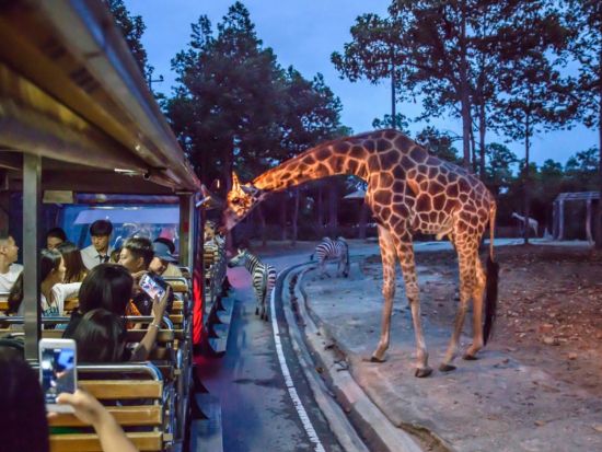 チェンマイ ナイトサファリ（Chiang Mai Night Safari）　入場チケット事前予約サービス＜送迎付きプランあり＞