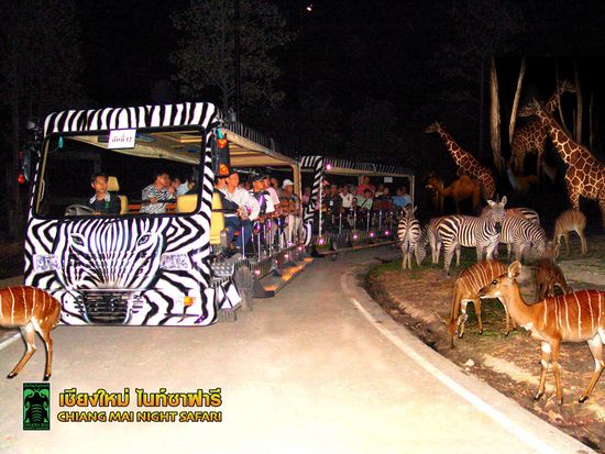 Tram_Night Safari_14