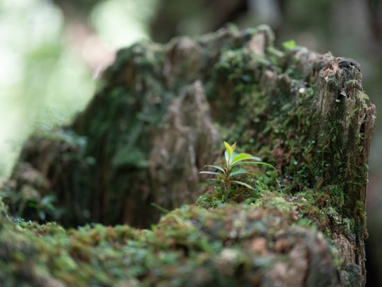 屋久島 貸切 ヤクスギランドハイキング 樹齢300年超の森で歴史と自然にふれる＜初心者歓迎／半日＞
