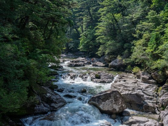 屋久島 貸切 ヤクスギランドハイキング 樹齢300年超の森で歴史と自然にふれる＜初心者歓迎／半日＞