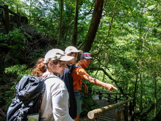 屋久島 貸切 ヤクスギランドハイキング 樹齢300年超の森で歴史と自然にふれる＜初心者歓迎／半日＞